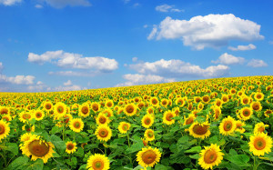SunflowerSmaller